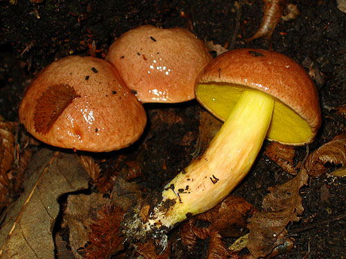 Aureoboletus gentilis
