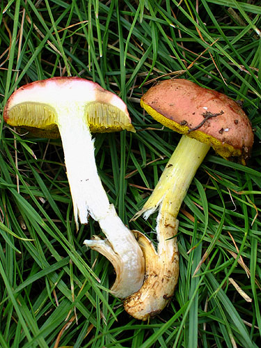 Aureoboletus gentilis