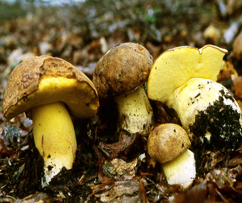 B_appendiculatus_0 Boletus appendiculatus