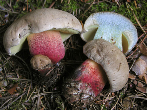 Boletus calopus Boletus calopus