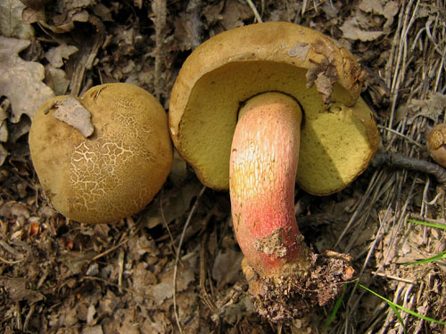 Boletus calopus Boletus calopus