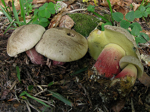 Boletus calopus Boletus calopus