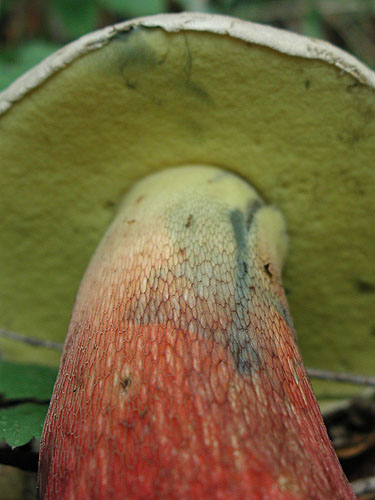 Boletus calopus Boletus calopus