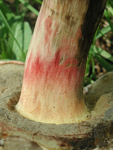 Boletus calopus f. ereticulatus Boletus calopus f. ereticulatus