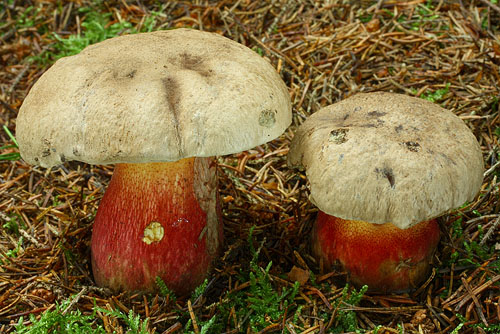 Boletus calopus Boletus calopus