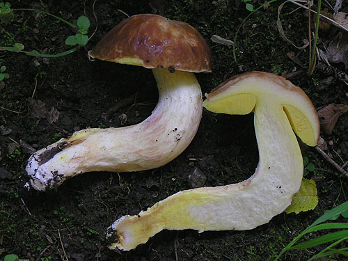 Boletus depilatus