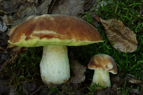 Boletus depilatus