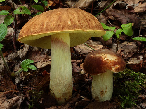 Boletus depilatus