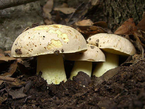 Boletus impolitus