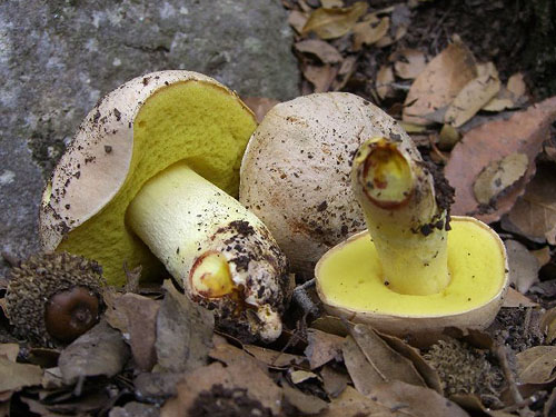 Boletus impolitus