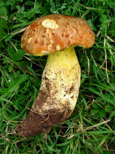 Boletus impolitus