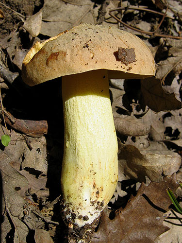Boletus impolitus