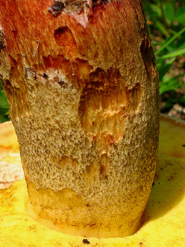 Boletus impolitus