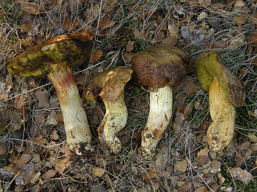 Boletus impolitus