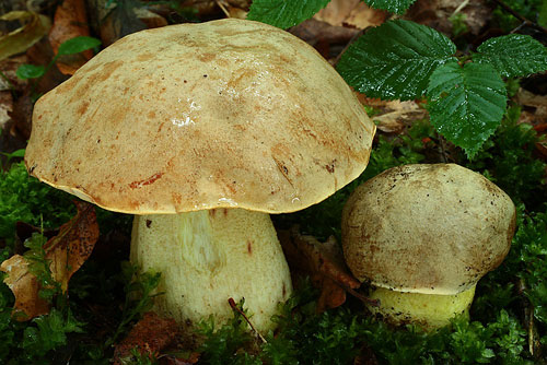 Boletus impolitus