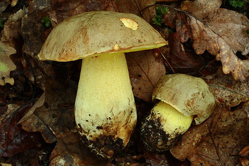 Boletus impolitus
