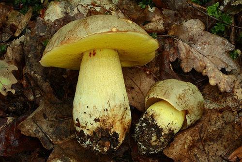 Boletus impolitus