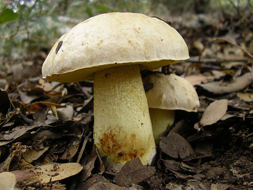 Boletus impolitus