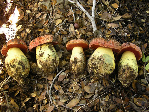 Boletus lupinus