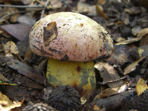 Boletus lupinus