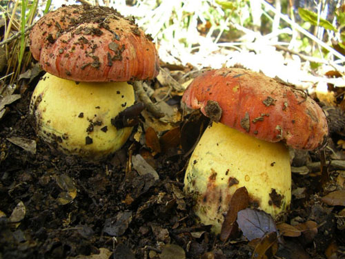 Boletus lupinus