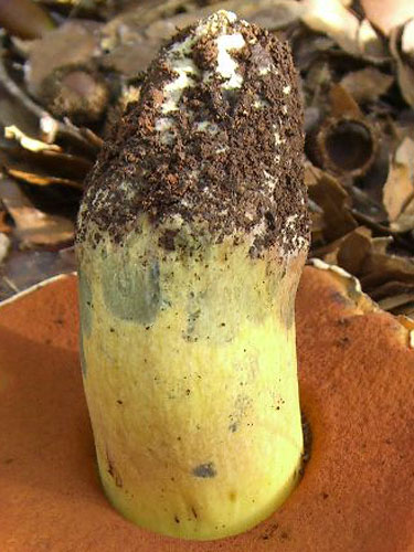 Boletus lupinus