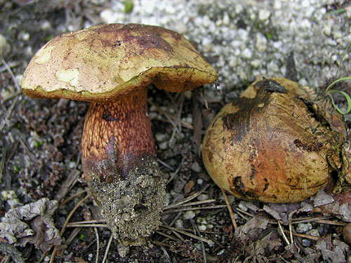 Boletus luridus