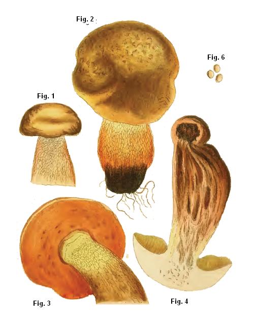Boletus luridus