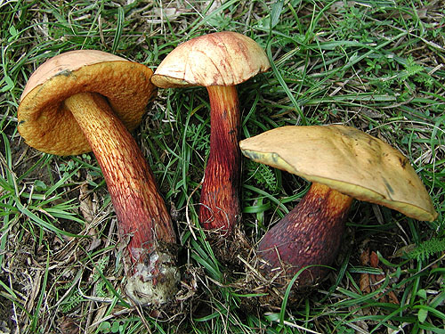 Boletus luridus