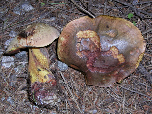 Boletus luridus