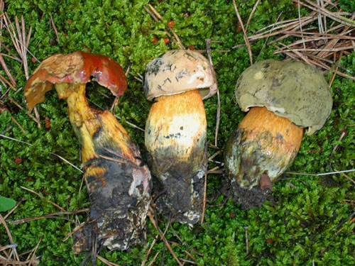 Boletus luridus