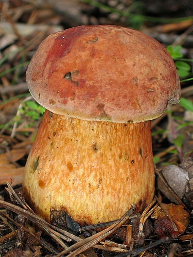 Boletus luridus