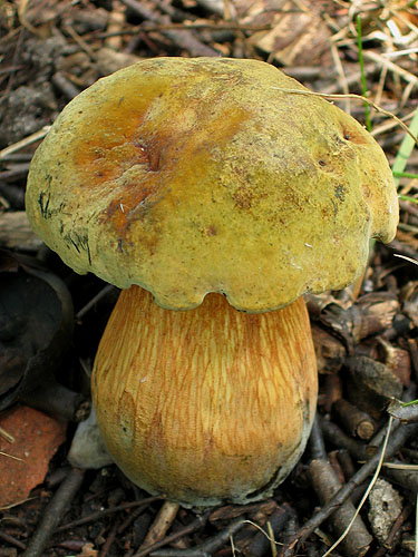 Boletus luridus