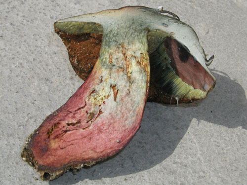 Boletus luridus