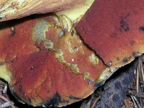 Boletus luridus