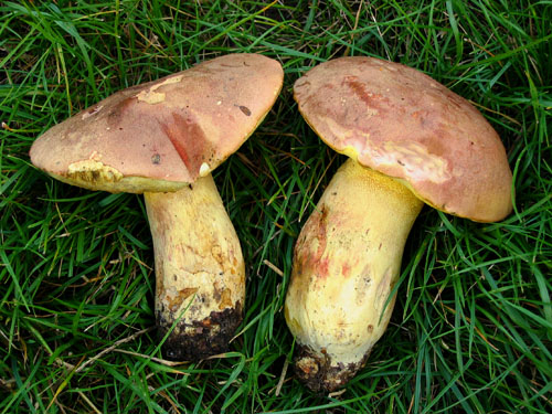 Boletus pseudoregius