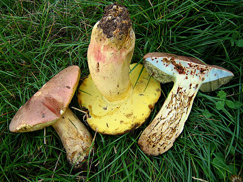 Boletus pseudoregius