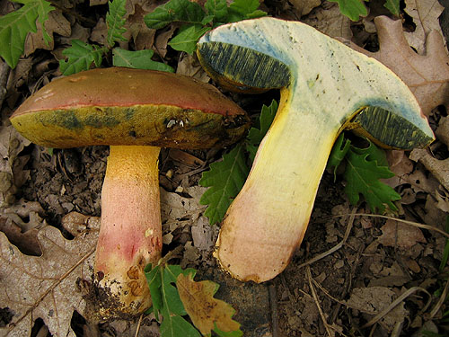 Boletus pseudoregius