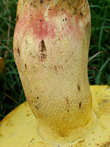 Boletus pseudoregius