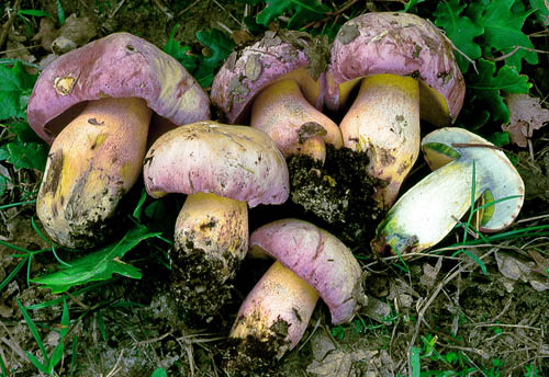 Boletus pulchrotinctus