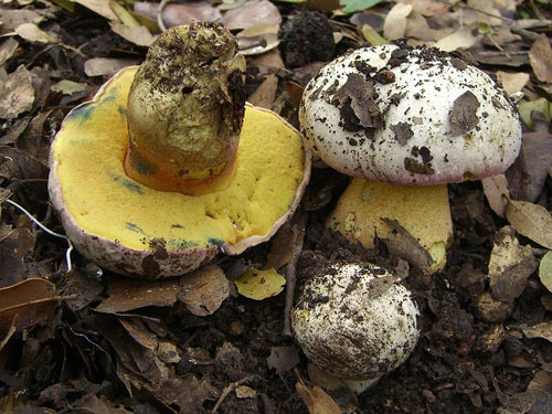 Boletus pulchrotinctus