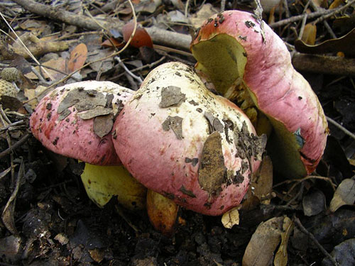 Boletus pulchrotinctus