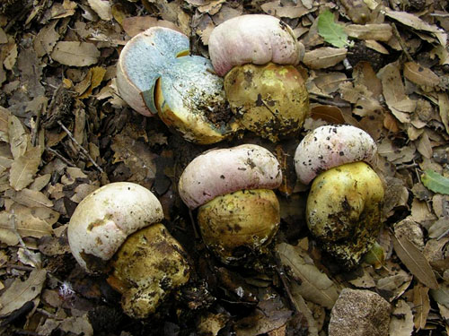 Boletus pulchrotinctus
