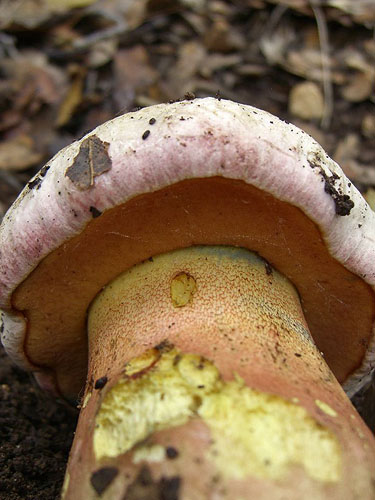 Boletus pulchrotinctus