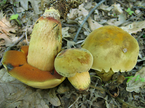 Boletus queletii