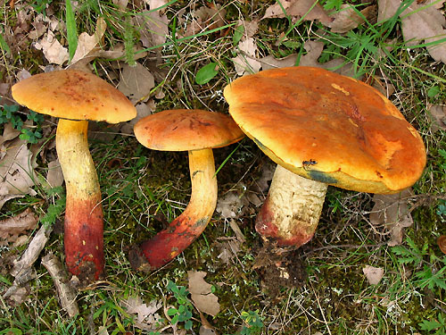 Boletus queletii