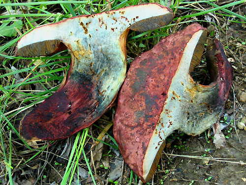 Boletus queletii