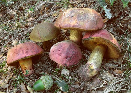 Boletus queletii