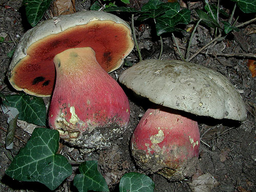 Boletus satanas