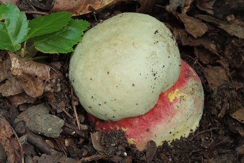 Boletus satanas